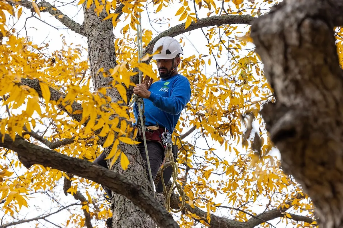 Skilled Tree Pruning crew working in Richmond